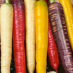 Rainbow carrot seeds for sale  Delivered anywhere in UK