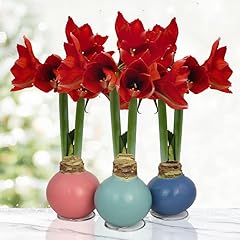 Spring waxed amaryllis for sale  Delivered anywhere in USA 