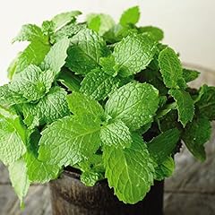 Garden mint herb for sale  Delivered anywhere in UK