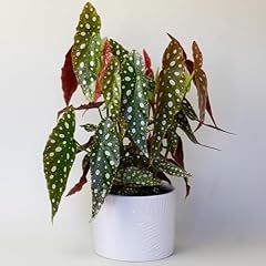 Begonia maculata house for sale  Delivered anywhere in UK