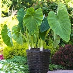Elephant ears bulbs for sale  Delivered anywhere in USA 