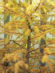 Larice giapponese, Larix kaempferi per l'albero ombra o bonsai, 25 semi di albero. usato  Spedito ovunque in Italia 