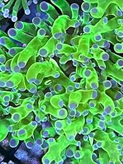 Coralslover live saltwater for sale  Delivered anywhere in USA 