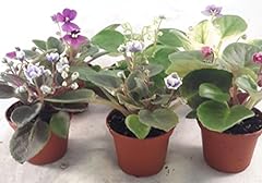 Miniature african violet for sale  Delivered anywhere in USA 