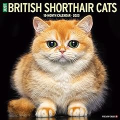 British shorthair cats d'occasion  Livré partout en France