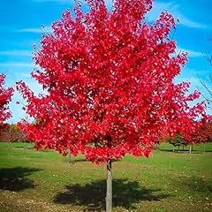 Sunset red maple for sale  Delivered anywhere in USA 