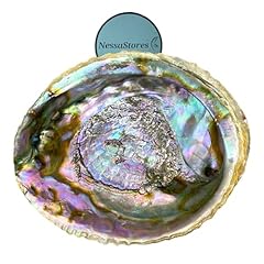 Nessastores green abalone for sale  Delivered anywhere in UK