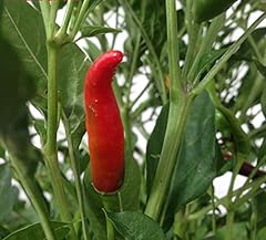 Semi peperoncino vietato usato  Spedito ovunque in Italia 