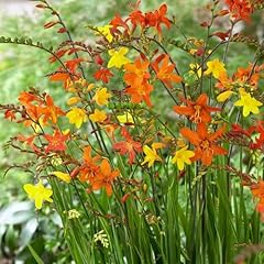 100pcs crocosmia flower for sale  Delivered anywhere in UK