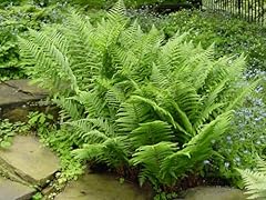 Lady fern bare for sale  Delivered anywhere in USA 
