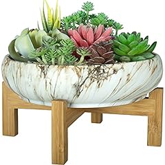 Artketty succulent plant for sale  Delivered anywhere in UK