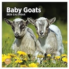 2024 baby goats for sale  Delivered anywhere in USA 