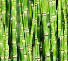 Dwarf bamboo plant for sale  Delivered anywhere in USA 
