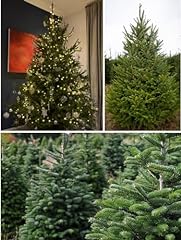 Christmas tree seeds for sale  Delivered anywhere in UK