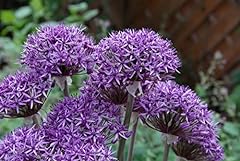 Allium stipitatum violet for sale  Delivered anywhere in UK