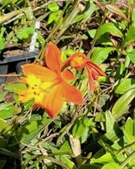 Orange yellow epidendrum for sale  Delivered anywhere in USA 