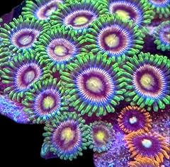 Coralslover live saltwater for sale  Delivered anywhere in USA 
