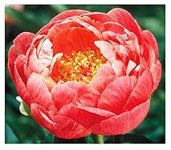 Coral charm peony for sale  Delivered anywhere in USA 