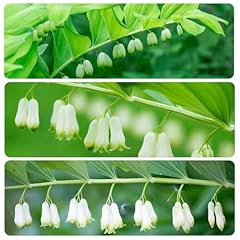 250 solomon seal for sale  Delivered anywhere in USA 