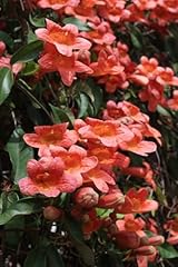 Tangerine beauty crossvine for sale  Delivered anywhere in USA 
