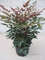 Nandina domestica bsessed gebraucht kaufen  Wird an jeden Ort in Deutschland