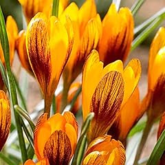 Crocus orange monarch for sale  Delivered anywhere in UK