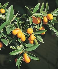 Kumquat citrus tree for sale  Delivered anywhere in UK