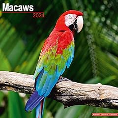 Macaws calendar 2024 for sale  Delivered anywhere in UK