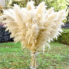 Pcs dried pampas for sale  Delivered anywhere in USA 