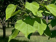 Seeds catalpa bignonoides for sale  Delivered anywhere in UK