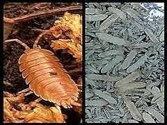 Giant orange isopods for sale  Delivered anywhere in USA 