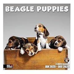 Red ember beagle for sale  Delivered anywhere in USA 