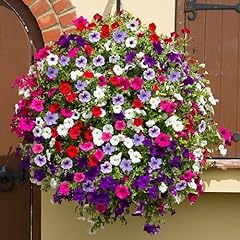 Established trailing petunia for sale  Delivered anywhere in Ireland