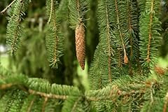Seeds picea breweriana for sale  Delivered anywhere in UK