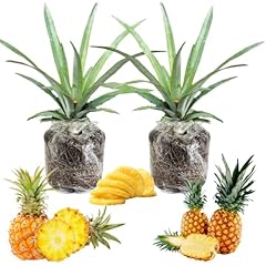 Pineapple plants live for sale  Delivered anywhere in USA 