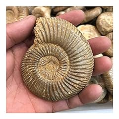 Fashiok ammonit fossilien gebraucht kaufen  Wird an jeden Ort in Deutschland