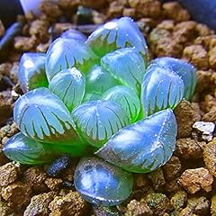 Haworthia obtusa crystal for sale  Delivered anywhere in USA 