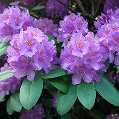Rhododendron hybride alpenrose gebraucht kaufen  Wird an jeden Ort in Deutschland
