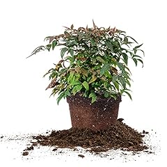 Perfect plants firepower for sale  Delivered anywhere in USA 