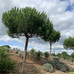Pinus pinea seeds for sale  Delivered anywhere in USA 