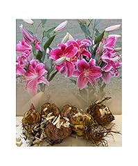 Stargazer oriental lily for sale  Delivered anywhere in UK