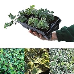 Mixed hedera helix for sale  Delivered anywhere in UK