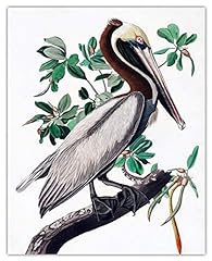 Brown pelican wall for sale  Delivered anywhere in USA 
