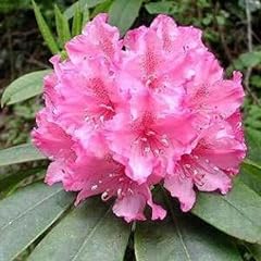 Rosebay rhododendron maximum for sale  Delivered anywhere in USA 