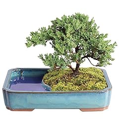 Brussel bonsai live for sale  Delivered anywhere in USA 