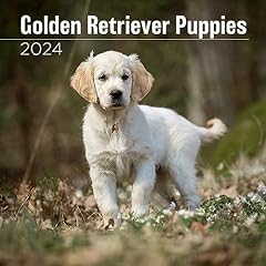 Megacalendars golden retriever for sale  Delivered anywhere in USA 