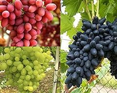 Varieta uva tavola usato  Spedito ovunque in Italia 