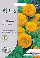 Fothergill rhs sunflower for sale  Delivered anywhere in UK