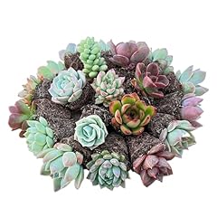 Sprout green assorted for sale  Delivered anywhere in USA 
