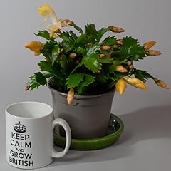 Christmas cactus schlumberger for sale  Delivered anywhere in UK